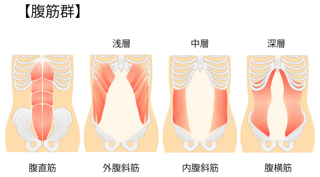 腹筋群
